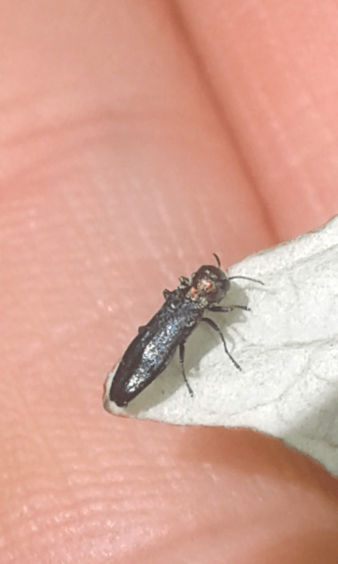 Buprestidae: Agrilus sp.? S, A. cfr. pratensis